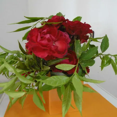 Olga's Arkon &